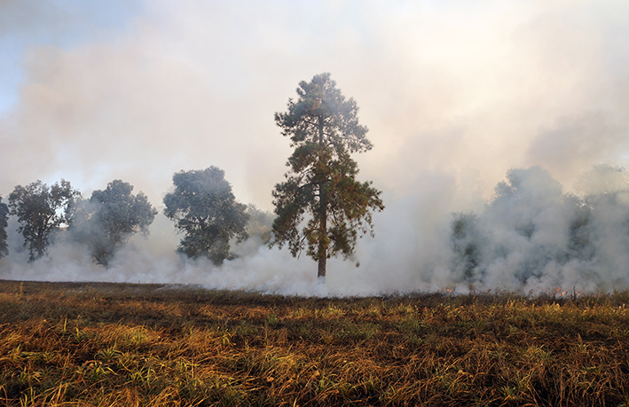 Árbol solitario entre el humo en el campo